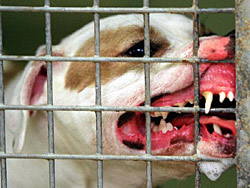 Chinese beisst Hund tot Chinese beisst Hund tot